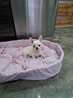 Čivava štěňátka fenečky - 7