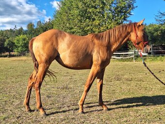 Kobylka AQH, QH, 1,5roční - USA papíry - 7