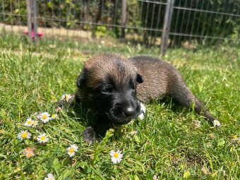 Belgický ovčák - malinois s PP - 7