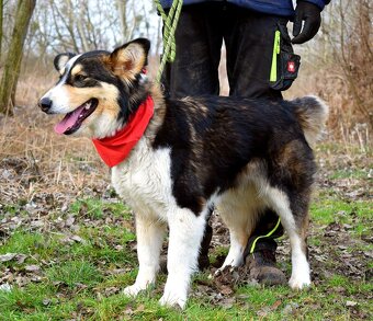 Quasita k adopci - 1 rok, hravá,aktivní, vhodná k dětem - - 7