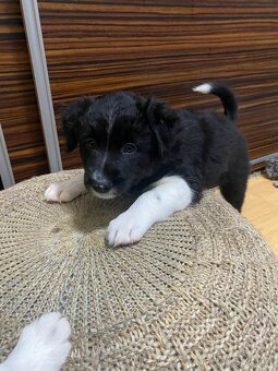 Border kolie - 7