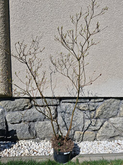 TIS, rododendron,azalka, koniklec - 7