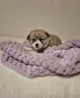 Welsh corgi pembroke - 7