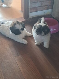 Shih-tzu, shi-tzu,shih tzu, - 7