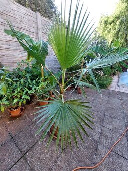 Banánovník Musa basjo a Dwarf cavendish, - 7