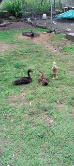 Indický běžec - 7