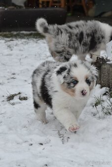 Australský ovčák s PP - 7