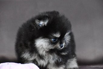 Pomeranian - 7