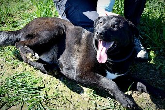 ALLEGRA K ADOPCI-2 ROKY, MILÁ,VDĚČNÁ,ODDANÁ - 7