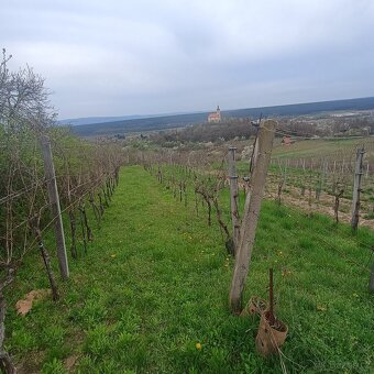 vinohrad - sad - 7