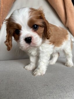 Kavalir King Charles Spaniel - 7