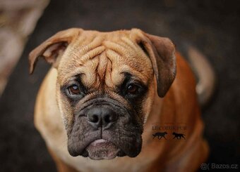 KONTINENTÁLNÍ BULDOK – CONTINENTAL BULLDOG s PP (FCI) - 7