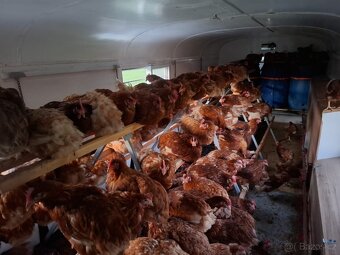 Mobilní kurník/ maringotka - 7