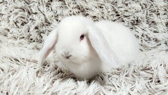 Zakrslý beránek, králíček, králík - MOLLY - 7