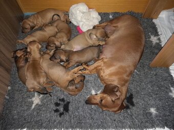 Jezevčík hladkosrstý standart - 7