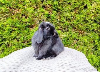 Zakrslý beránek, králíček, králík - ELLA - 7