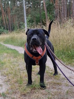 ARGO K ADOPCI - hledá spřízněnou duši - 7