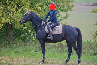 Na prodej: Krásný valach ISH s potenciálem do sportu, 6 let - 7