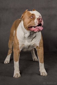 American bully - krytí - 7
