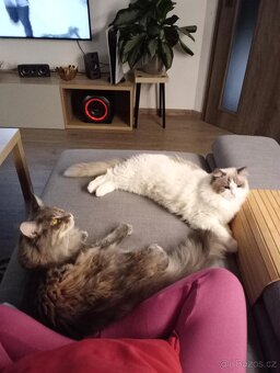 Kocour Ragdoll s PP, 3letý, zdravý, čistotný, mazlivý, kastr - 7