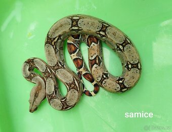 Hroznýš Královský (boa constrictor) - 7