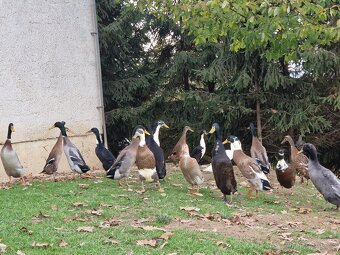 Indický běžec - 7