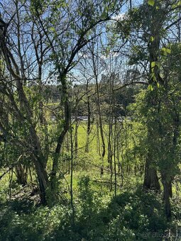 Prodám lesní pozemky v k.ú. Žďárek u Sychrova - 7