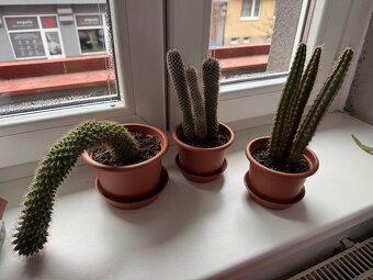 Sada tří kaktusů - 7