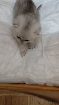 Britská koťátka stříbřitá s PP - 7