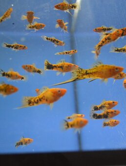 Akvarijní rybičky různé druhy - 7