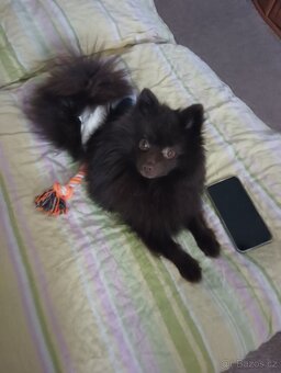 Pomeranian s PP - 7
