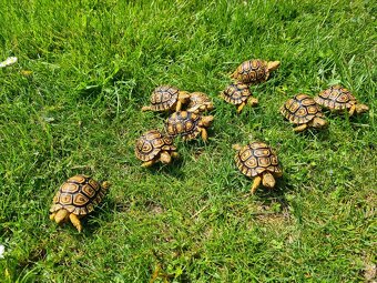 Želva pardálí - Stigmochelys pardalis babcocki - 7