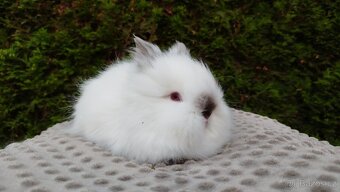Zakrslý králík, králíček -(TEDDY)-ONŘEJ A OTA - 7