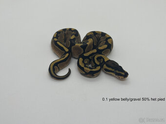 Krajta královská (Python regius) - 7