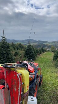 Vánoční stromky z Beskyd (vlastní produkce) - 7