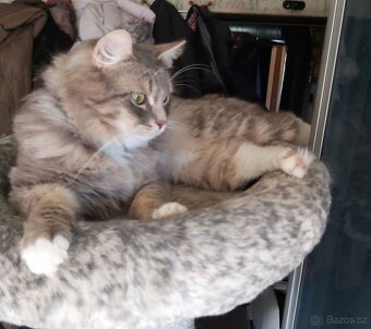 Sibiřská kočka modrá koťátka - 7