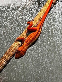 Anolis sergei RED - 7