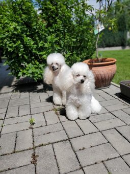 Prodám štěňátko pudla toy-trpaslík, chlap - 7
