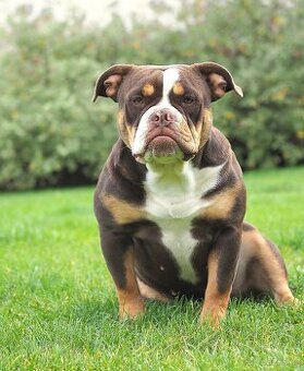 Staroanglický buldok/Old English Bulldog (OEB) - 7