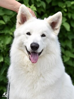 Bílý švýcarský ovčák s PP - 7