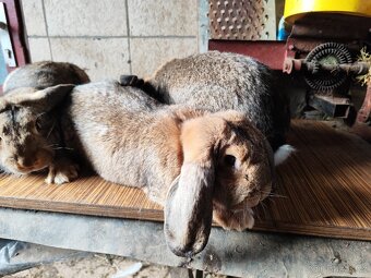 Francouzský beran - 7