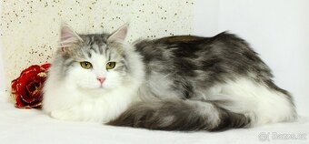 Sibiřská kočka - 7