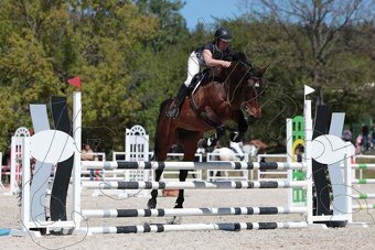 Prodám koně, hannoverskou klisnu - 7