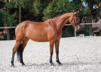 Conquistador x Cassini' s Son, TOP-charakter - 7