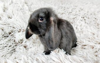 Zakrslý beránek, králík, králíček - PEGGY - 7