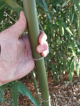 Prodam bambus Phyllostachys atrovaginata - 7