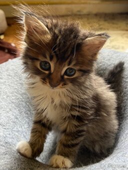 Maine coon mačiatka - 7