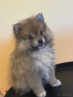 Pomeranian - 7