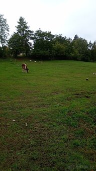 Zahrada v intravilánu obce, výměra: 7.428 m2. - 7