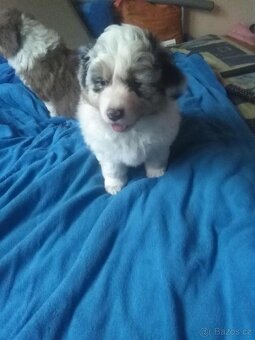 Australský ovčák bez PP - 7